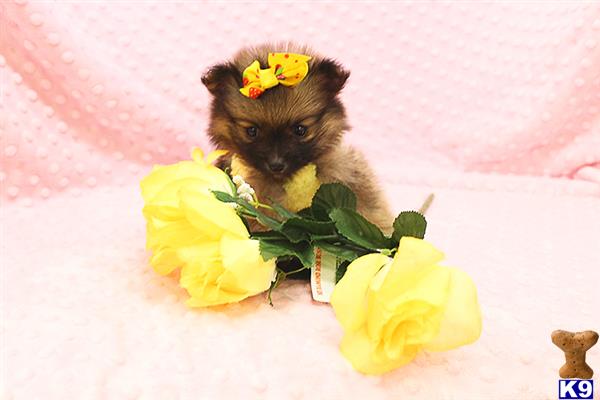 CMPuppyHeaven Picture 1